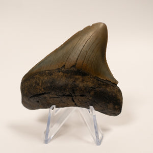 Large Megalodon Tooth, 6.5 cm long - Miocene Epoch - 23 to 3.6 MYA - Southeastern U.S.