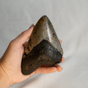 Large Megalodon Tooth, 5.5" long - Miocene Epoch - 23 to 3.6 MYA - Southeastern U.S.