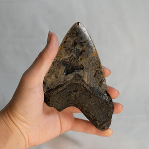 Large Megalodon Tooth, 5.5" long - Miocene Epoch - 23 to 3.6 MYA - Southeastern U.S.