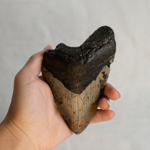 Large Megalodon Tooth, 5.5" long - Miocene Epoch - 23 to 3.6 MYA - Southeastern U.S.