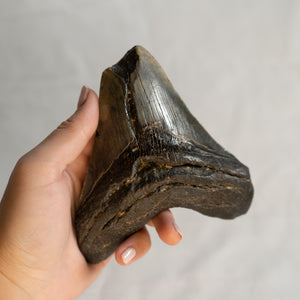 Large Megalodon Tooth, 5" long - Miocene Epoch - 23 to 3.6 MYA - Southeastern U.S.