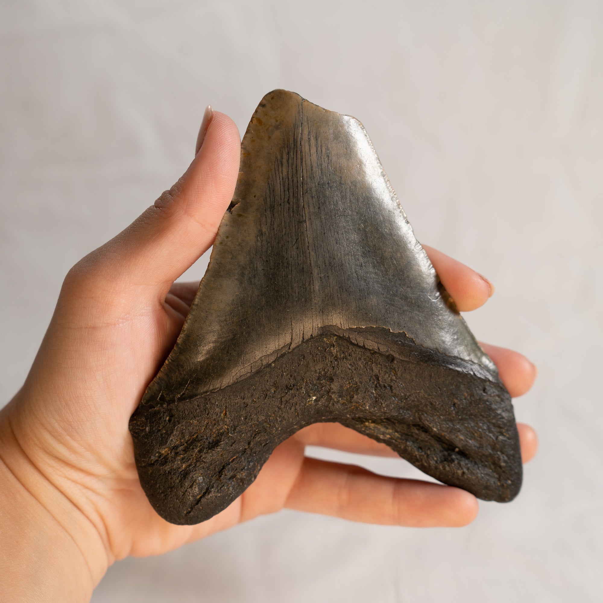 Large Megalodon Tooth, 5" long - Miocene Epoch - 23 to 3.6 MYA - Southeastern U.S.
