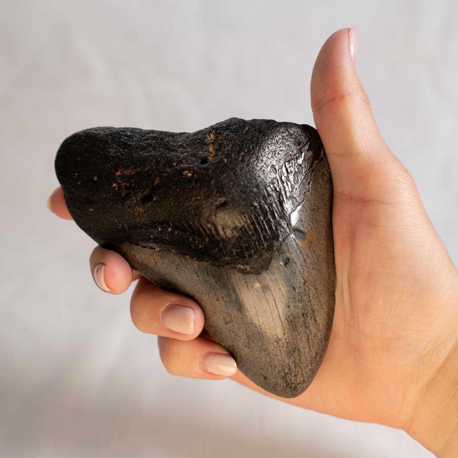 Large Megalodon Tooth, 4.5" long - Miocene Epoch - 23 to 3.6 MYA - Southeastern U.S.