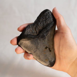 Large Megalodon Tooth, 4.5" long - Miocene Epoch - 23 to 3.6 MYA - Southeastern U.S.