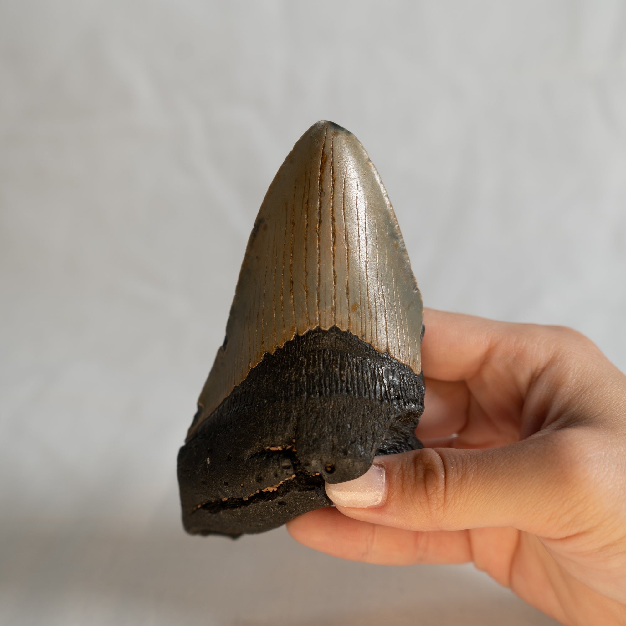 Large Megalodon Tooth, 4.75" long - Miocene Epoch - 23 to 3.6 MYA - Southeastern U.S.