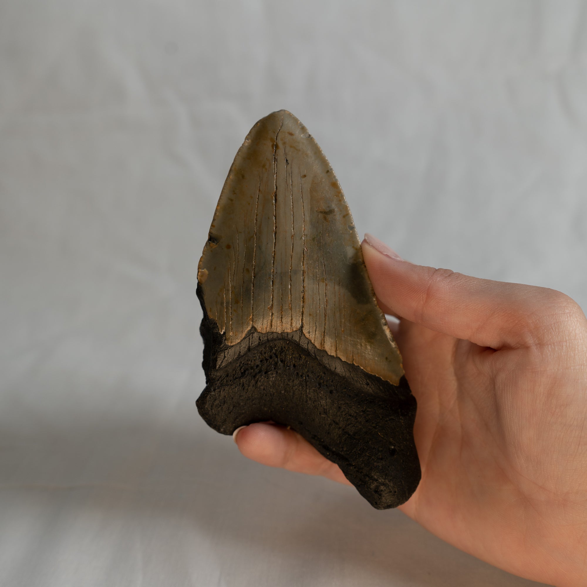 Large Megalodon Tooth, 4.75" long - Miocene Epoch - 23 to 3.6 MYA - Southeastern U.S.