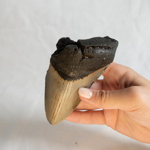 Large Megalodon Tooth, 4.75" long - Miocene Epoch - 23 to 3.6 MYA - Southeastern U.S.