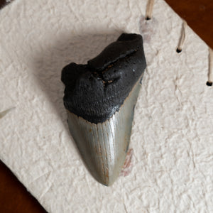 Large Megalodon Tooth, 4.75" long - Miocene Epoch - 23 to 3.6 MYA - Southeastern U.S.