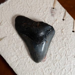Large Megalodon Tooth, 4.5" long - Miocene Epoch - 23 to 3.6 MYA - Southeastern U.S.