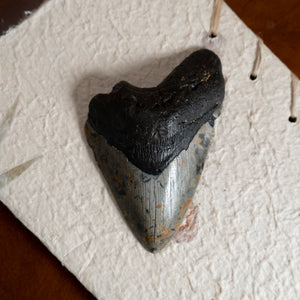 Large Megalodon Tooth, 5.5" long - Miocene Epoch - 23 to 3.6 MYA - Southeastern U.S.