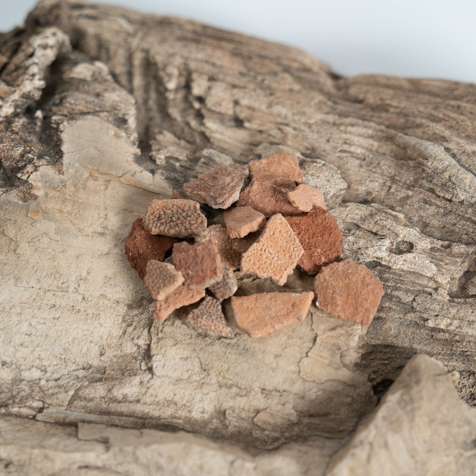 Dinosaur Egg Shell Hypselosaurus - Cretaceous Period - 65.5 MYA - Provence, France