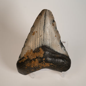 Large Megalodon Tooth, 3.5" long - Miocene Epoch - 23 to 3.6 MYA - Southeastern U.S.