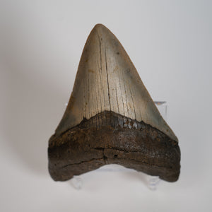 Large Megalodon Tooth, 3.5" long - Miocene Epoch - 23 to 3.6 MYA - Southeastern U.S.