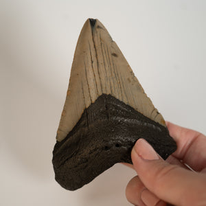 Large Megalodon Tooth, 3.5" long - Miocene Epoch - 23 to 3.6 MYA - Southeastern U.S.