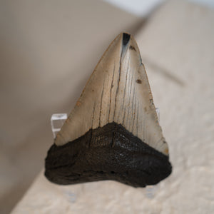 Large Megalodon Tooth, 3.5" long - Miocene Epoch - 23 to 3.6 MYA - Southeastern U.S.