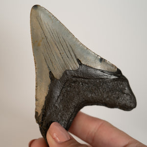 Large Megalodon Tooth, 3.5" long - Miocene Epoch - 23 to 3.6 MYA - Southeastern U.S.