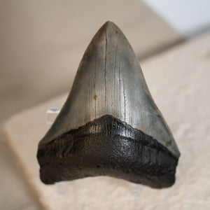Large Megalodon Tooth, 3.5" long - Miocene Epoch - 23 to 3.6 MYA - Southeastern U.S.