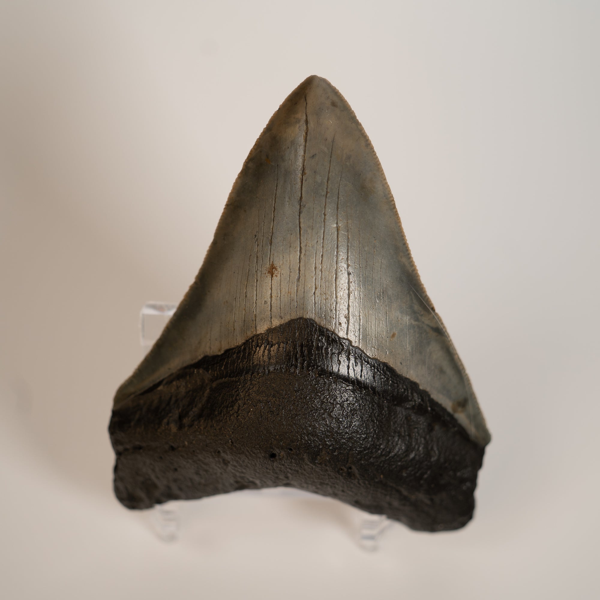 Large Megalodon Tooth, 3.5" long - Miocene Epoch - 23 to 3.6 MYA - Southeastern U.S.