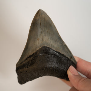 Large Megalodon Tooth, 3.5" long - Miocene Epoch - 23 to 3.6 MYA - Southeastern U.S.
