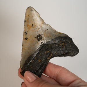 Large Megalodon Tooth, 3" long - Miocene Epoch - 23 to 3.6 MYA - Southeastern U.S.