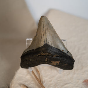 Large Megalodon Tooth, 3" long - Miocene Epoch - 23 to 3.6 MYA - Southeastern U.S.