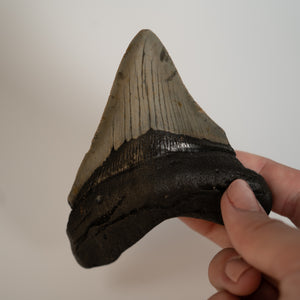 Large Megalodon Tooth, 3.5" long - Miocene Epoch - 23 to 3.6 MYA - Southeastern U.S.