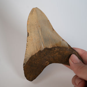Large Megalodon Tooth, 3.5" long - Miocene Epoch - 23 to 3.6 MYA - Southeastern U.S.