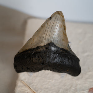 Large Megalodon Tooth, 3.5" long - Miocene Epoch - 23 to 3.6 MYA - Southeastern U.S.