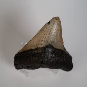 Large Megalodon Tooth, 3.5" long - Miocene Epoch - 23 to 3.6 MYA - Southeastern U.S.