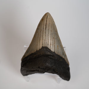 Large Megalodon Tooth, 3.5" long - Miocene Epoch - 23 to 3.6 MYA - Southeastern U.S.