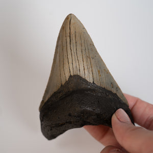 Large Megalodon Tooth, 3.5" long - Miocene Epoch - 23 to 3.6 MYA - Southeastern U.S.