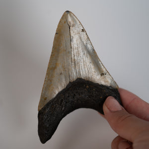 Large Megalodon Tooth, 3.5" long - Miocene Epoch - 23 to 3.6 MYA - Southeastern U.S.