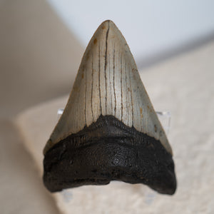 Large Megalodon Tooth, 3.5" long - Miocene Epoch - 23 to 3.6 MYA - Southeastern U.S.