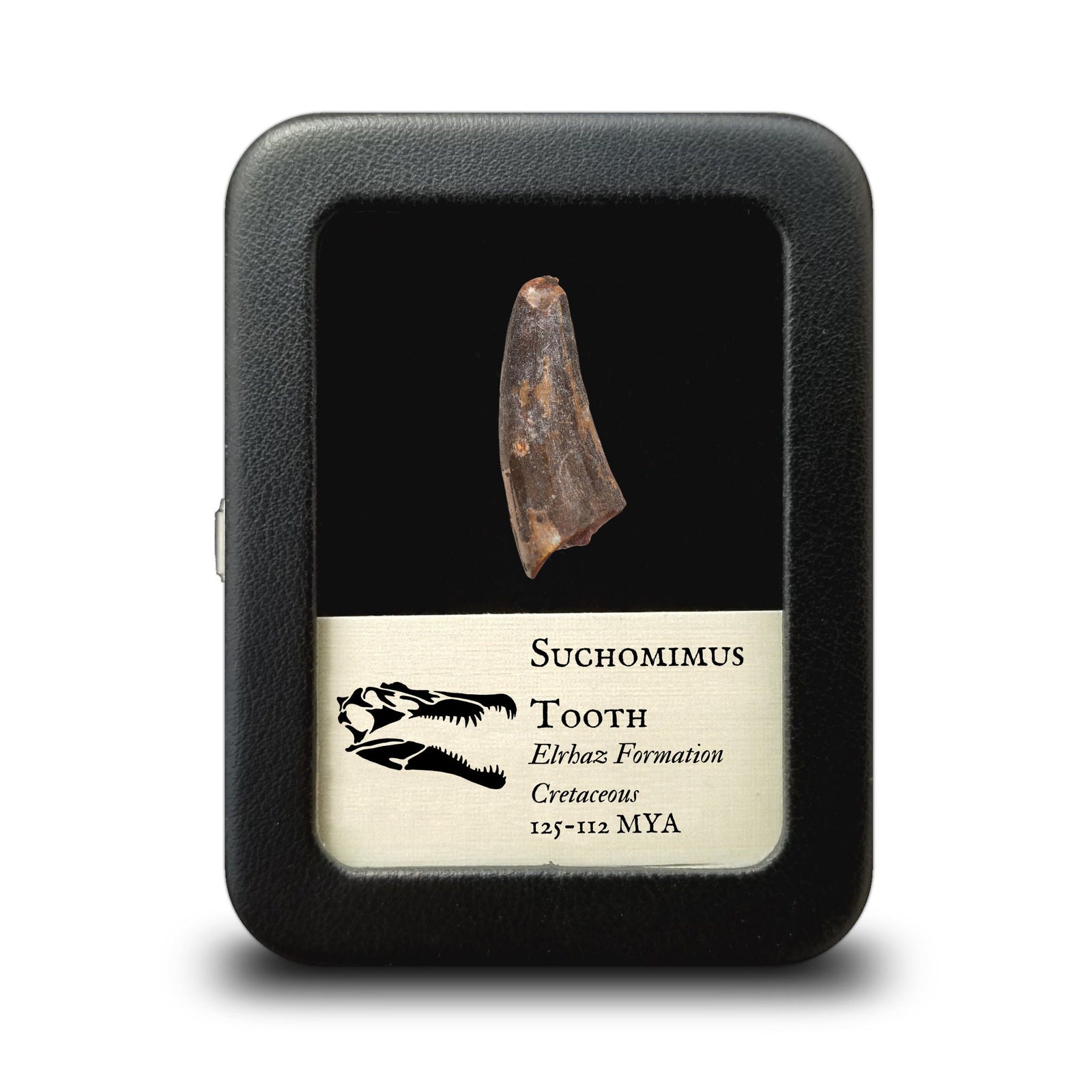 Suchomimus Dinosaur Tooth - Cretaceous Period - 125 to 112 MYA - Africa