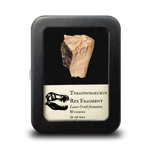 Tyrannosaurus Rex Bone Fragment - Cretaceous Period Lance Creek Formation- 69 to 66 MYA - Wyoming, USA