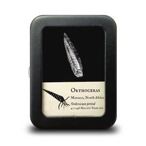 Orthoceras Fossil - Ordovician Period - 470-458 MYA - Morocco