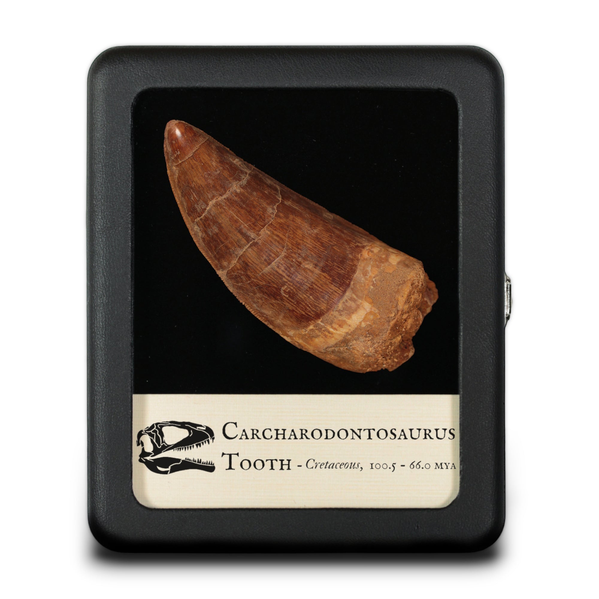 Large Carcharodontosaurus Tooth - Cretaceous Period - 100.5 to 66.0 MYA - Morocco