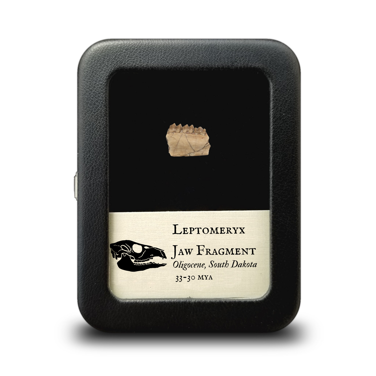 Leptomeryx (Deer) Jaw Fragment - White River Formation USA - Miocene - 30 to 33 MYA