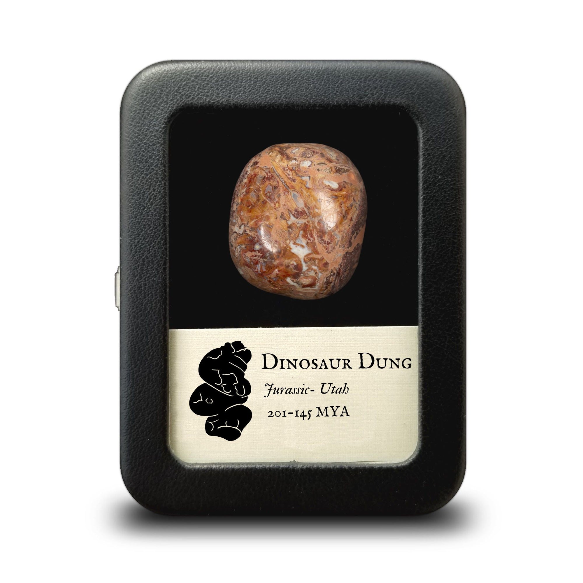 Polished Dinosaur Poop " Dino Dung"  - Coprolite - Jurassic Utah - USA