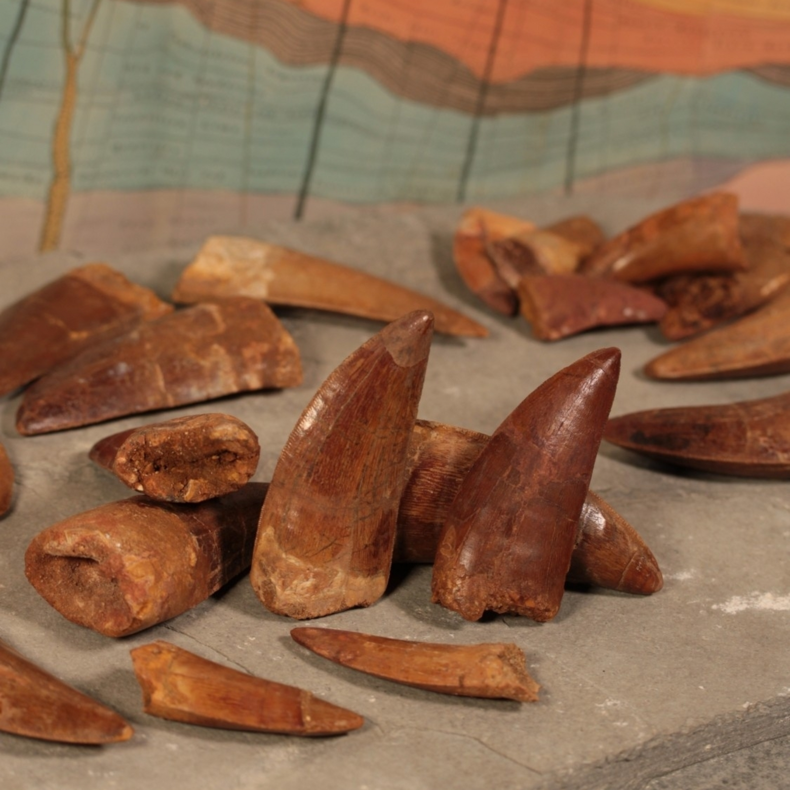 Large Carcharodontosaurus Tooth - Cretaceous Period - 100.5 to 66.0 MYA - Morocco