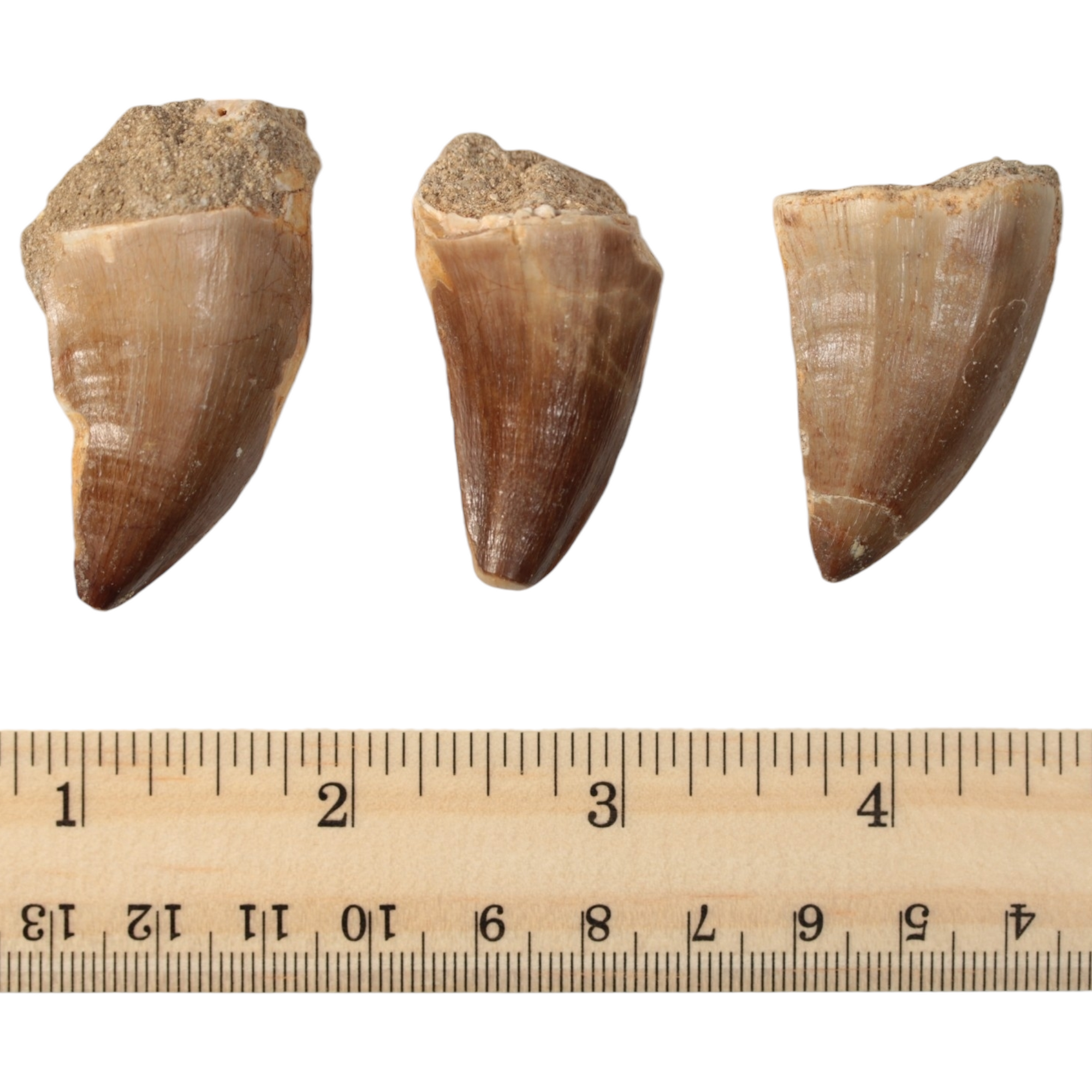 Large Mosasaur Tooth - Cretaceous Period - 101 to 66 MYA - Morocco