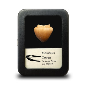 Mosasaur Globidens Tooth - Cretaceous Period - 101 to 66 MYA - Morocco