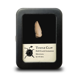 Turtle Claw, Hell Creek - Cretaceous Period - 68 to 66 MYA - Montana, USA