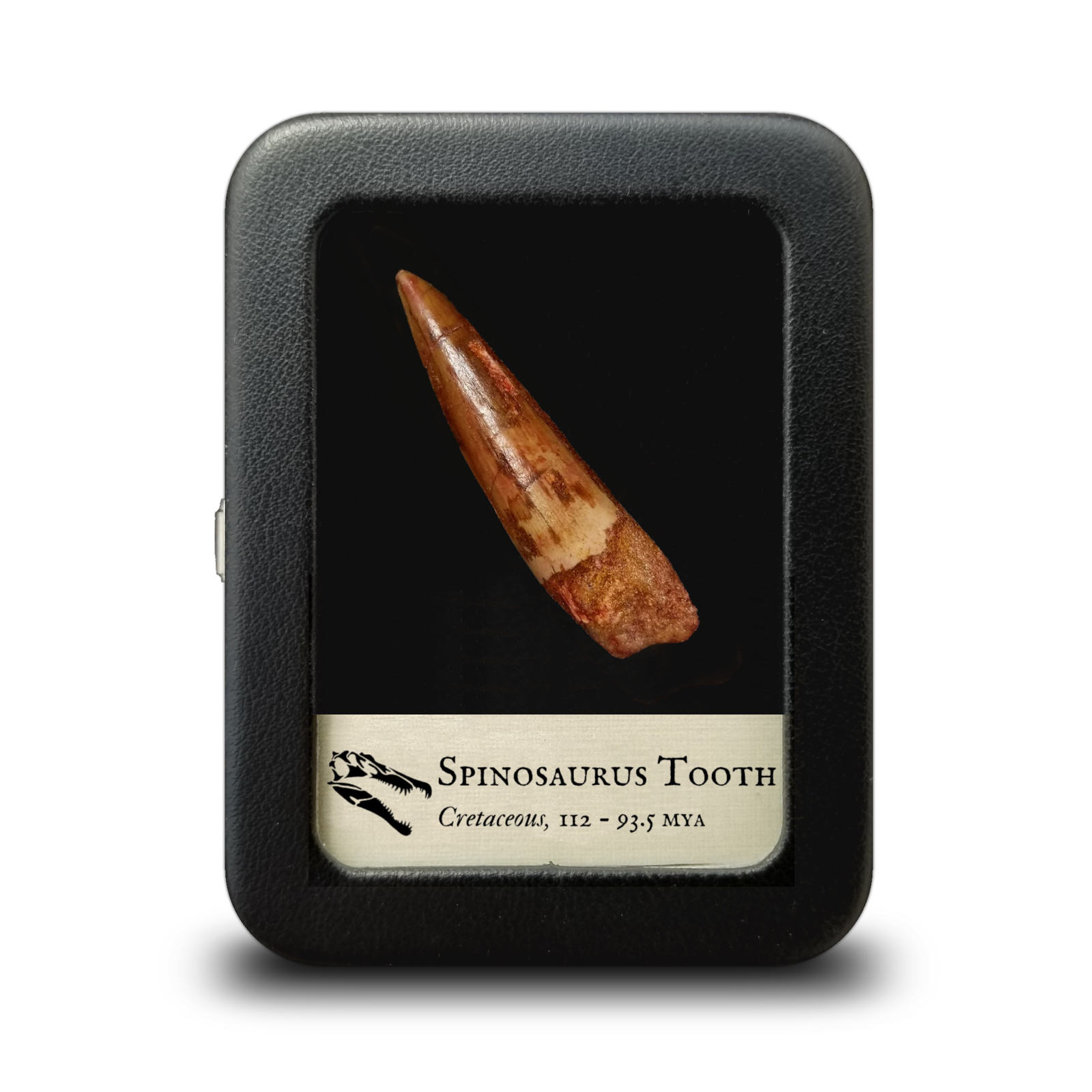 Spinosaurus Tooth - Cretaceous Period - 112 to 93.5 MYA - Morocco