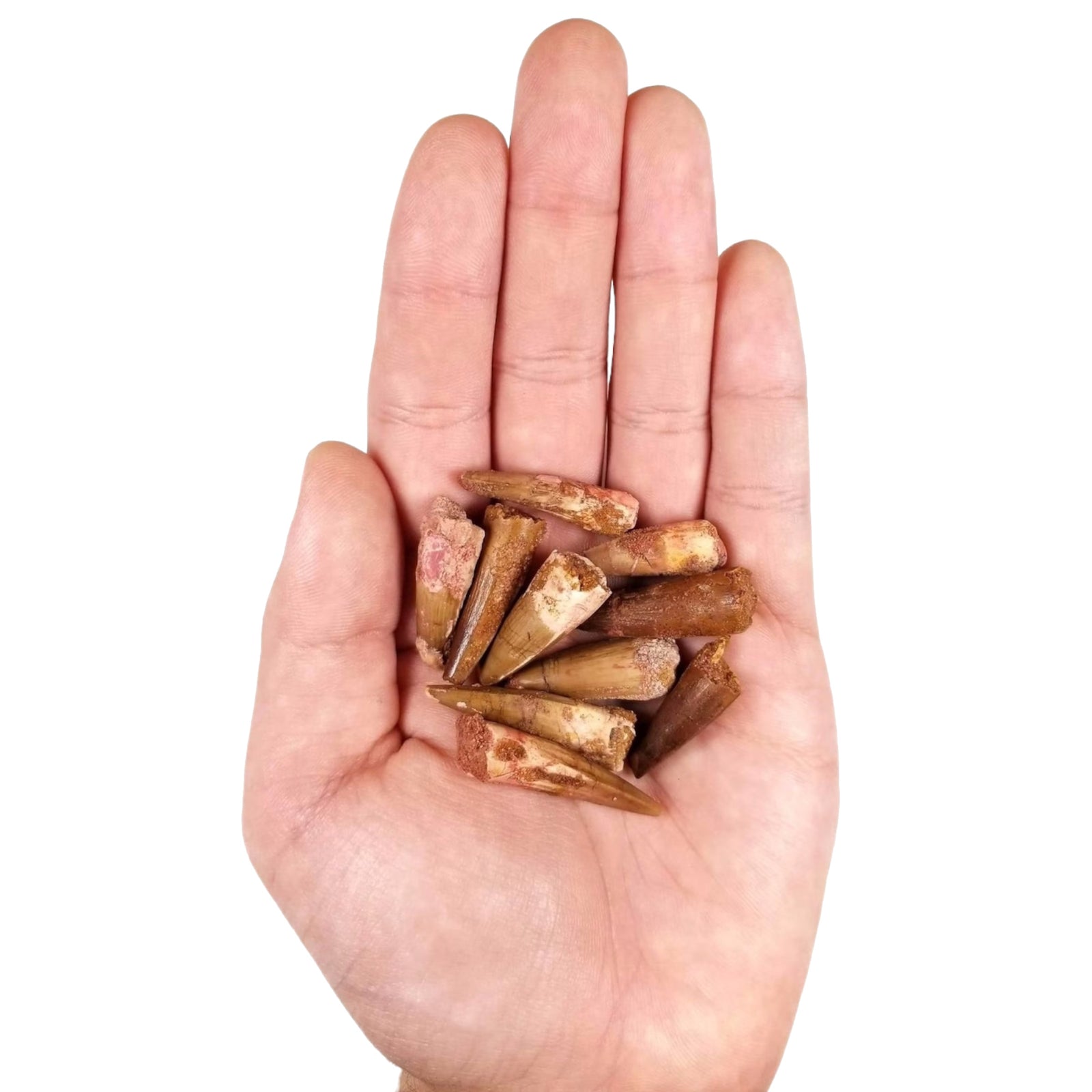 Spinosaurus Teeth (loose) - Cretaceous Period - 112 to 93.5 MYA - Morocco