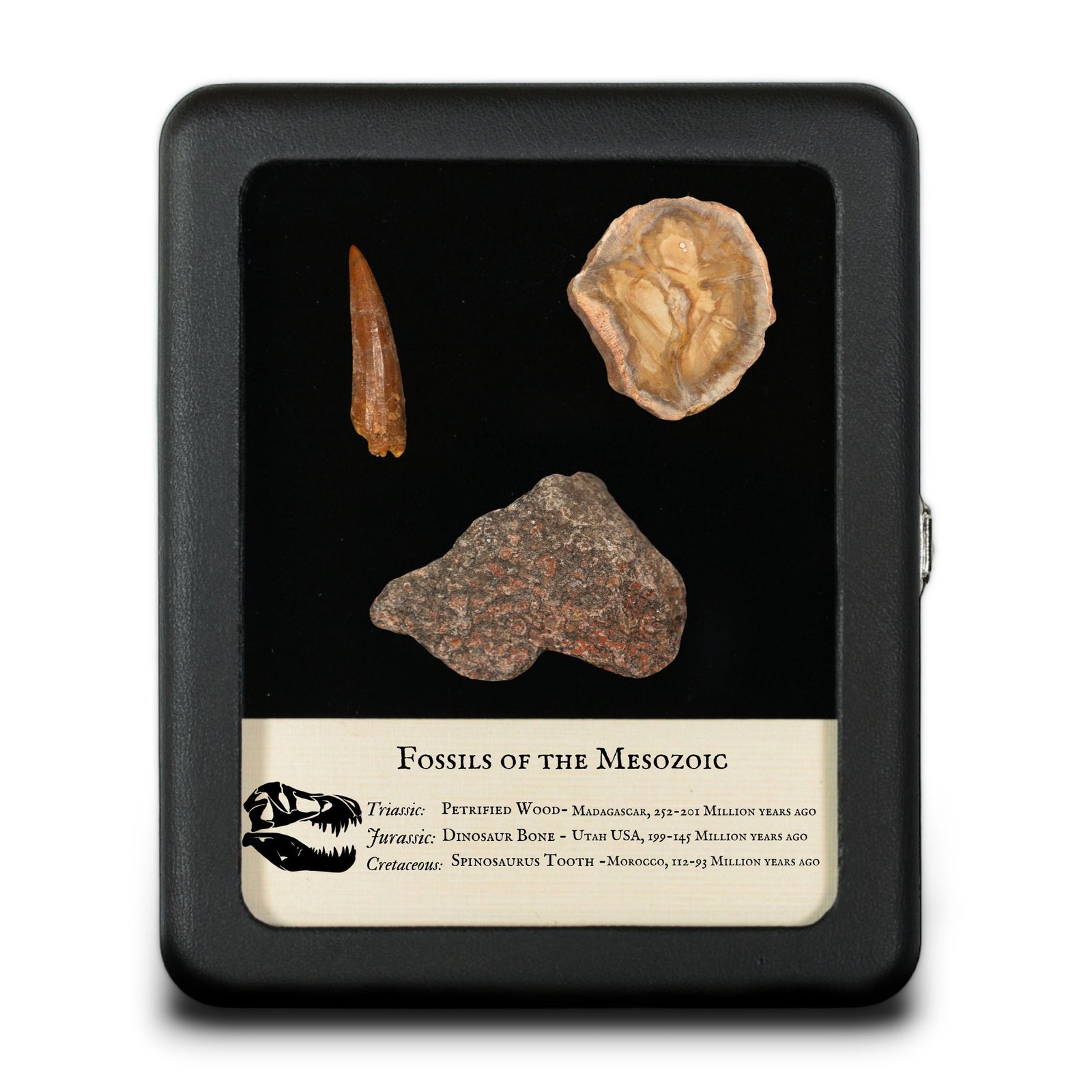 Fossils Of The Mesozoic Large Display  - Triassic Jurassic Cretaceous - 252 to 93 MYA - Utah USA Morocco Madagascar