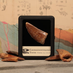 Large Carcharodontosaurus Tooth - Cretaceous Period - 100.5 to 66.0 MYA - Morocco