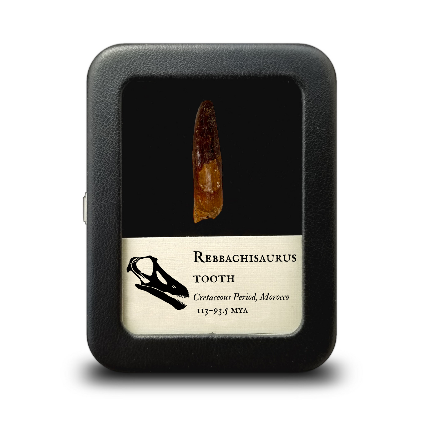 Rebbachisaurus Sauropod Tooth  - Cretaceous Period - 113 to 93 MYA - Morocco