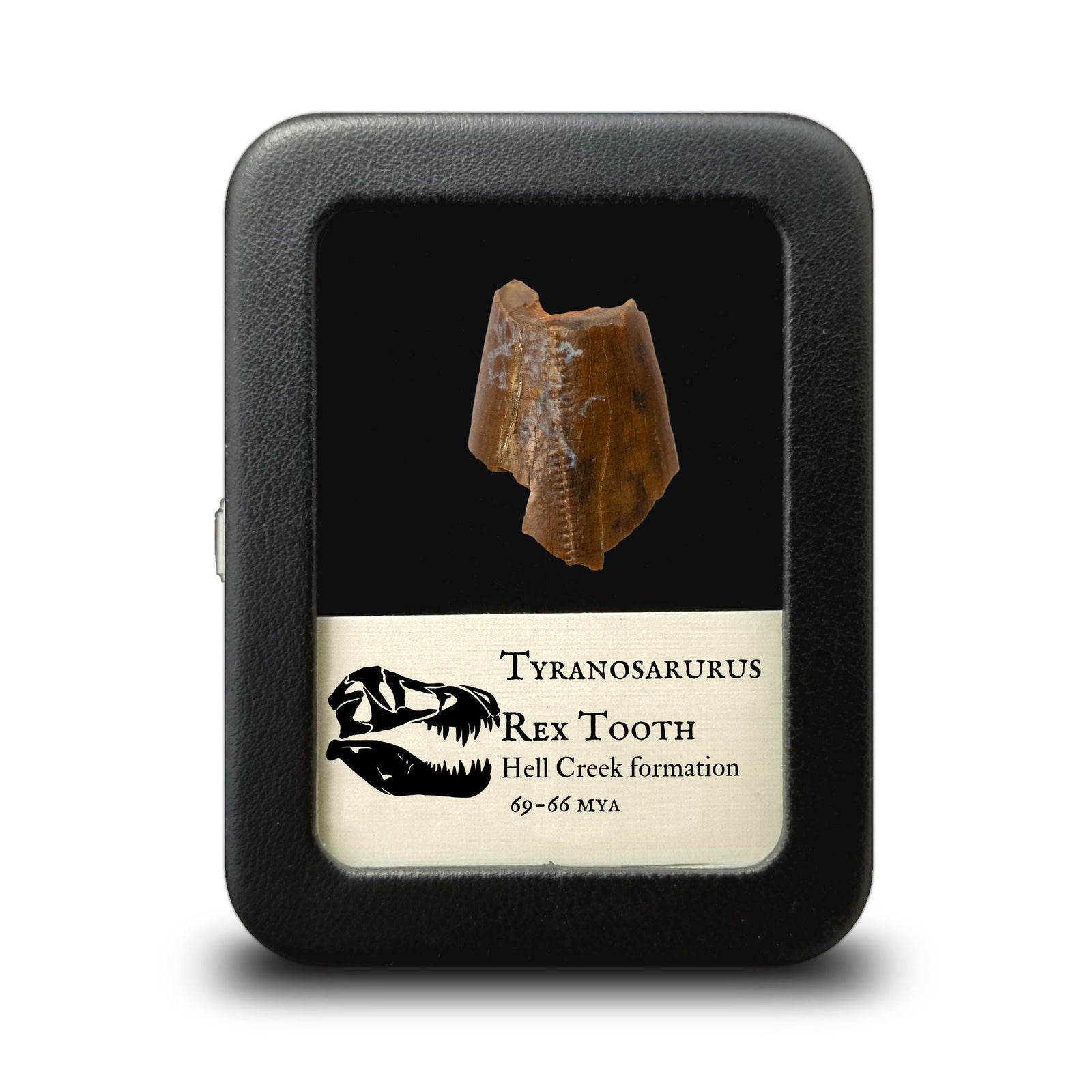 Tyrannosaurus Rex Tooth Fragment - Cretaceous Period - 68 to 66 MYA - Montana, USA