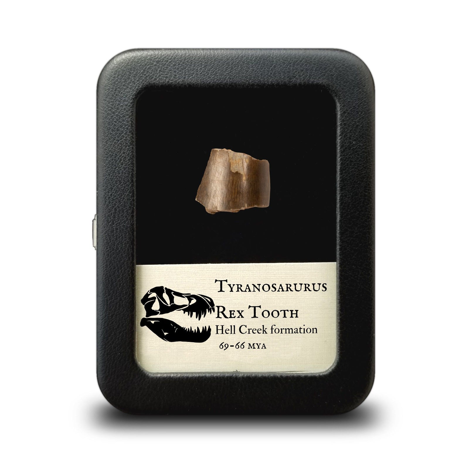 Tyrannosaurus Rex Tooth Fragment - Cretaceous Period - 68 to 66 MYA - Montana, USA